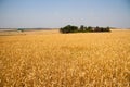 Kharkiv, Ukraine. Golden wheat ripens in an agricultural field where cereals are harvested. Golden grain grains.