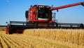 The harvester rides through a field with ripe wheat and harvests ripe grain. Close-up of the mower