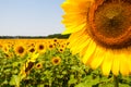 Kharkov, Ukraine. Sunflower fields with sunflower are blooming on the background of the sky on sunny days and hot Royalty Free Stock Photo