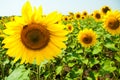 Kharkov, Ukraine. Sunflower fields with sunflower are blooming on the background of the sky on sunny days and hot Royalty Free Stock Photo