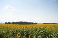 Kharkov, Ukraine. Sunflower fields with sunflower are blooming on the background of the sky on sunny days and hot Royalty Free Stock Photo