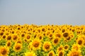 Kharkov, Ukraine. Sunflower fields with sunflower are blooming on the background of the sky on sunny days and hot Royalty Free Stock Photo