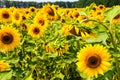 Kharkov, Ukraine. Sunflower fields with sunflower are blooming on the background of the sky on sunny days and hot Royalty Free Stock Photo