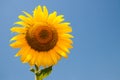 Kharkov, Ukraine. Sunflower fields with sunflower are blooming on the background of the sky on sunny days and hot Royalty Free Stock Photo