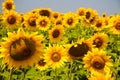 Kharkov, Ukraine. Sunflower fields with sunflower are blooming on the background of the sky on sunny days and hot Royalty Free Stock Photo