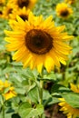 Kharkov, Ukraine. Sunflower fields with sunflower are blooming on the background of the sky on sunny days and hot Royalty Free Stock Photo