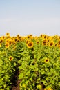 Kharkov, Ukraine. Sunflower fields with sunflower are blooming on the background of the sky on sunny days and hot Royalty Free Stock Photo