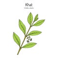 Khat or qat Catha edulis , medicinal plant