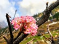 Kheerganga trek and camping view Himachal