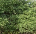 Khejri Prosopis cineraria Tree with Dense Green Leaves Royalty Free Stock Photo
