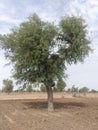 KHEJRI TREE Royalty Free Stock Photo