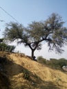 A khejri tree 100 year old Royalty Free Stock Photo