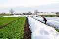 Kherson oblast, Ukraine - May 1, 2021: Farmer removes white spunbond agrofibre from a potato plantation. Use of protective coating