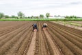 Kherson oblast, Ukraine - May 25, 2020: Farmer workers put potatoes in the furrow for further burial with a winch plow