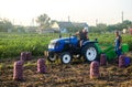 Kherson oblast, Ukraine - September 19, 2020: Farm workers on a tractor drives across field and harvests potatoes. Farming Royalty Free Stock Photo