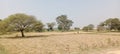 Khet, Rice crops, Farmers on the working fields. Royalty Free Stock Photo