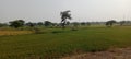 Khet, Rice crops on the working fields. Royalty Free Stock Photo