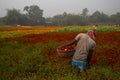 Farmer plucking up flowers in marigold field, for sale. Royalty Free Stock Photo