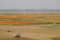 Khirai, West Bengal/India - January 1, 2020: Yellow red beautiful Marigold plant and flowers farming on a village field.