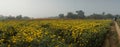 Panoramic view of yellow marigold flowers at valley of flowers