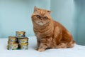 Khmelnytskyi, Ukraine - September 28, 2023: Purina Gourmet Gold luxury pet food cans. Beautiful fat red cat of the Exotic breed,