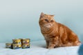 Khmelnytskyi, Ukraine - September 28, 2023: Purina Gourmet Gold luxury pet food cans. Beautiful fat red cat of the Exotic breed,