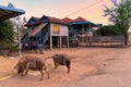 Khmer traditional wooden house, most of them is blue coloured, Klong Duan Keo, Takeo, Cambodia Royalty Free Stock Photo