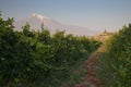 The Khor Virap monastery with Ararat mountain.