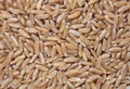 Khorasan wheat, Kamut