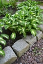 Khosta Funkiya wavy (Hosta undulata (Otto et Dietr. (Bailey)), a grade of Univittata grows al