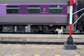 Dog at Khun Tan station