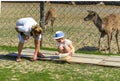 Khust, Ukraine - April 28, 2018. A little girl feeds a young dee