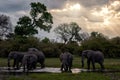 Khwai river - herd of elephant sunset. Wildlife scene from nature. Group of African elephants drinking at a waterhole lifting Royalty Free Stock Photo