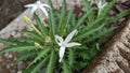 Ki tolod's white flower named Isotoma longiflora Royalty Free Stock Photo