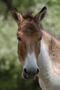 Kiang Royalty Free Stock Photo