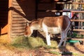 Kiang (Equus kiang), also known Tibetan wild ass, khyang, gorkhar