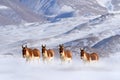 Kiang, Equus kiang, largest of the wild asses, winter mountain codition, Tso-Kar lake, Ladakh, India. Kiang from Tibetan Plateau, Royalty Free Stock Photo