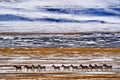 Kiang, Equus kiang, largest of the wild asses, winter mountain codition, Tso-Kar lake, Ladakh, India. Kiang from Tibetan Plateau, Royalty Free Stock Photo