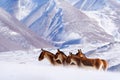 Kiang, Equus kiang, largest of the wild asses, winter mountain codition, Tso-Kar lake, Ladakh, India. Kiang from Tibetan Plateau, Royalty Free Stock Photo