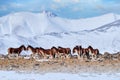 Kiang, Equus kiang, largest of the wild asses, winter mountain codition, Tso-Kar lake, Ladakh, India. Kiang from Tibetan Plateau, Royalty Free Stock Photo