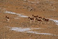 Kiang, Equus kiang, largest of the wild asses, winter mountain codition, Tso-Kar lake, Ladakh, India. Kiang from Tibetan Plateau, Royalty Free Stock Photo