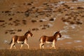 Kiang, Equus kiang, largest of wild asses, winter mountain codition, Tso-Kar lake, Ladakh, India. Kiang from Tibetan Plateau, in Royalty Free Stock Photo