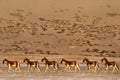 Kiang, Equus kiang, largest of wild asses, winter mountain codition, Tso-Kar lake, Ladakh, India. Kiang from Tibetan Plateau, in Royalty Free Stock Photo