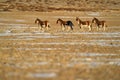 Kiang, Equus kiang, largest of the wild asses, winter mountain codition, Tso-Kar lake, Ladakh, India. Kiang from Tibetan Plateau, Royalty Free Stock Photo