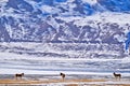 Kiang, Equus kiang, largest of the wild asses, winter mountain codition, Tso-Kar lake, Ladakh, India. Kiang from Tibetan Plateau, Royalty Free Stock Photo