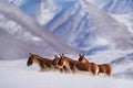 Kiang, Equus kiang, largest of the wild asses, winter mountain codition, Tso-Kar lake, Ladakh, India. Kiang from Tibetan Plateau, Royalty Free Stock Photo