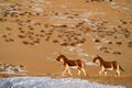 Kiang, Equus kiang, largest of the wild asses, winter mountain codition, Tso-Kar lake, Ladakh, India. Kiang from Tibetan Plateau, Royalty Free Stock Photo