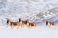 Kiang from Tibetan Plateau, in the snow. Wild asses heard, Tibet. Wildlife scene, nature. Kiang, Equus kiang, largest of the