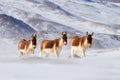 Kiang from Tibetan Plateau, in the snow. Wild asses heard, Tibet. Wildlife scene, nature.   Kiang, Equus kiang, largest of the Royalty Free Stock Photo