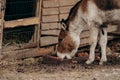 Kiang or Wild Ass, Equus kiang Royalty Free Stock Photo